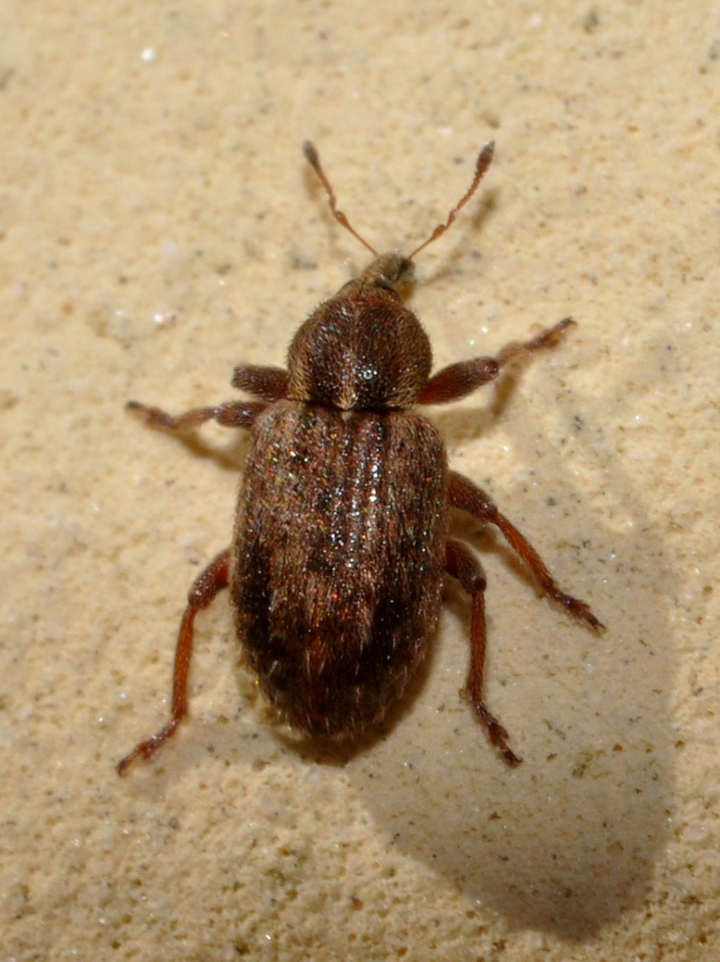 piccolo curculionide da id - Hypera nigrirostris