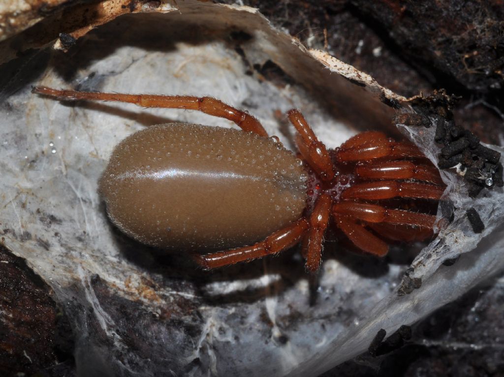 Dysdera sp. - Lago Patria (NA)