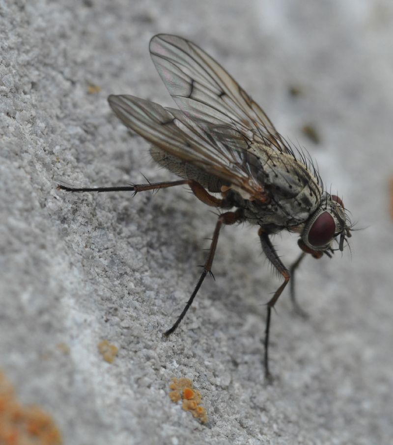 Femmina di Phaonia fuscata (Muscidae)