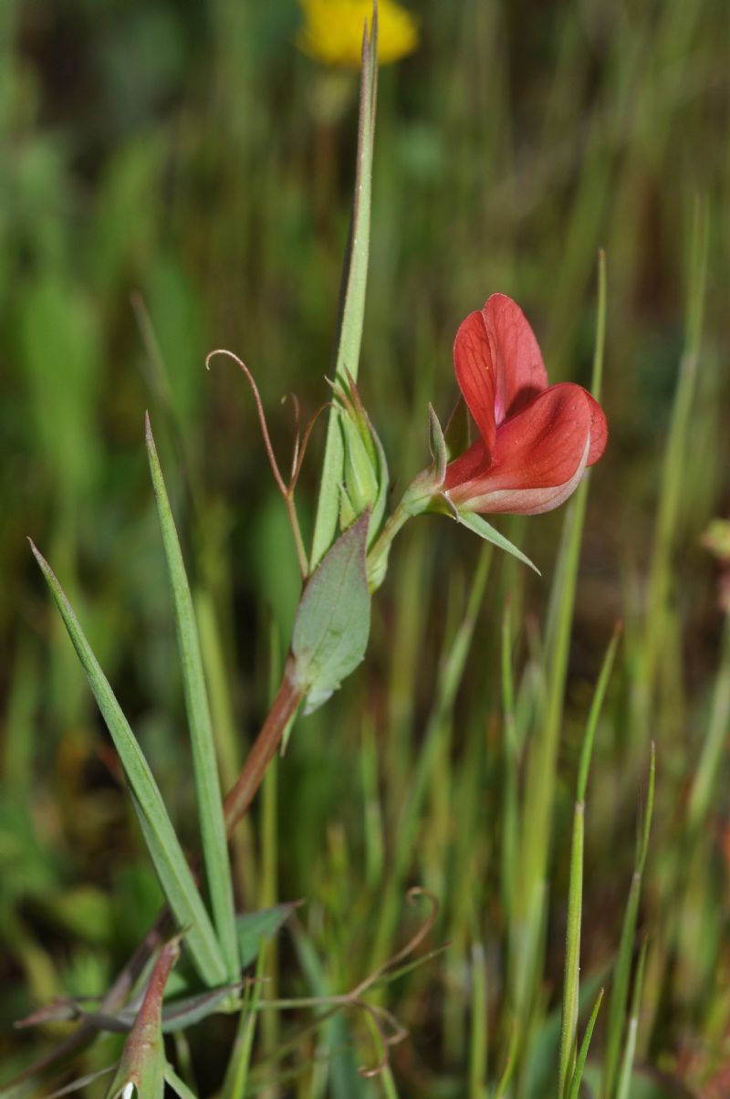 Lathyrus cicera