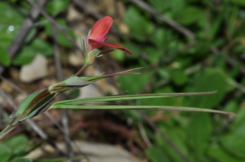 Lathyrus cicera