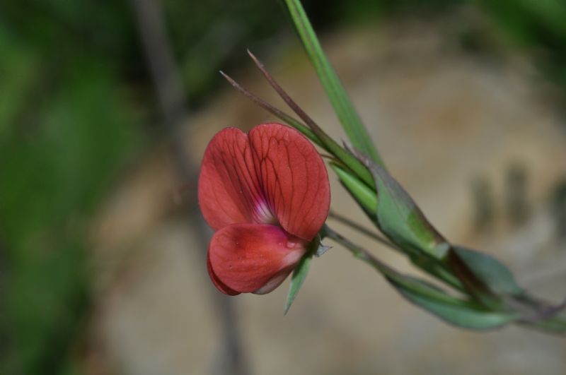 Lathyrus cicera