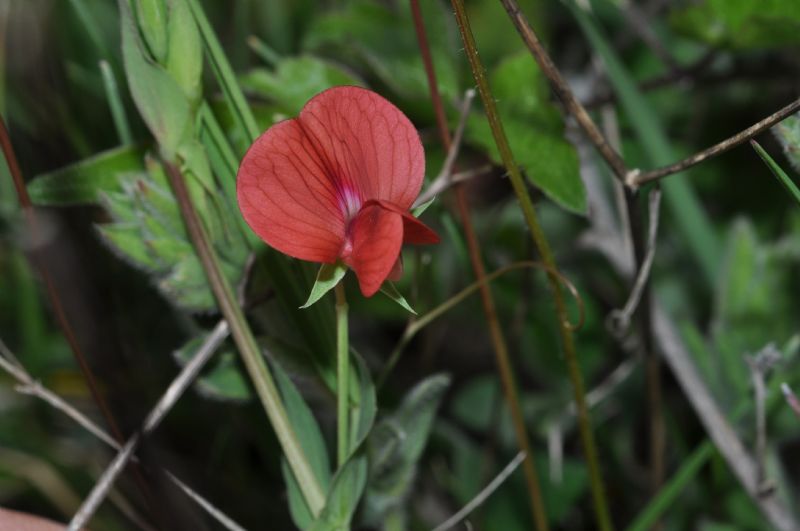 Lathyrus cicera