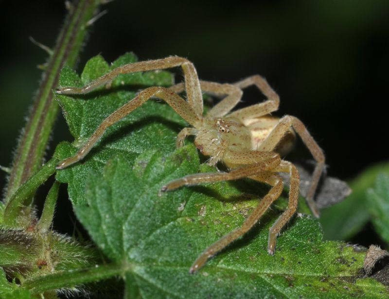 Micrommata virescens - Milano (MI)