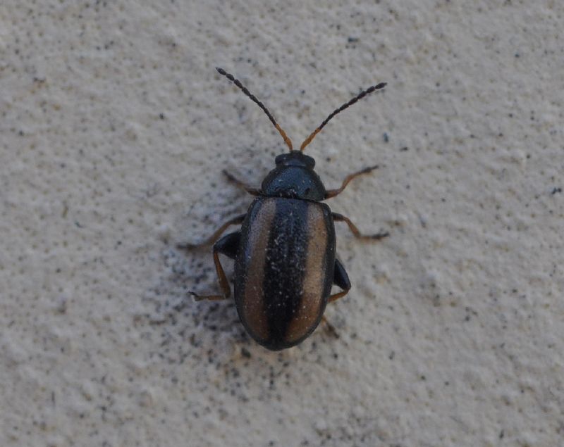 Chrysomelidae (<5mm): 1: Phyllotreta cf.vittula