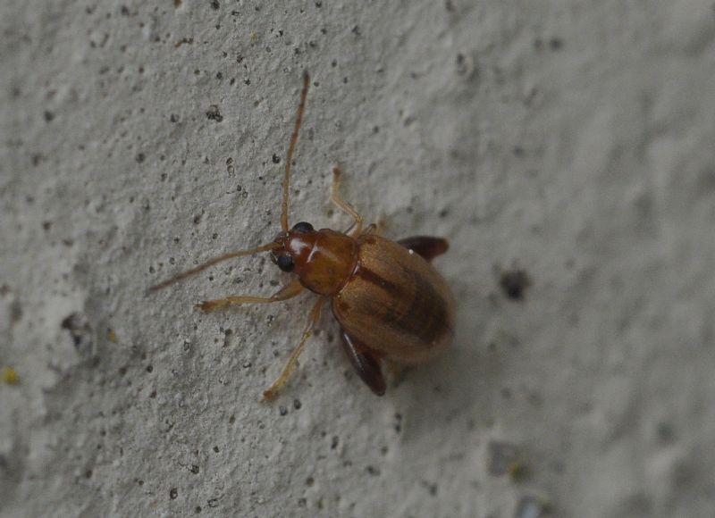 piccoli Chrysomelidae (<5mm): 3: Longitarsus sp.?