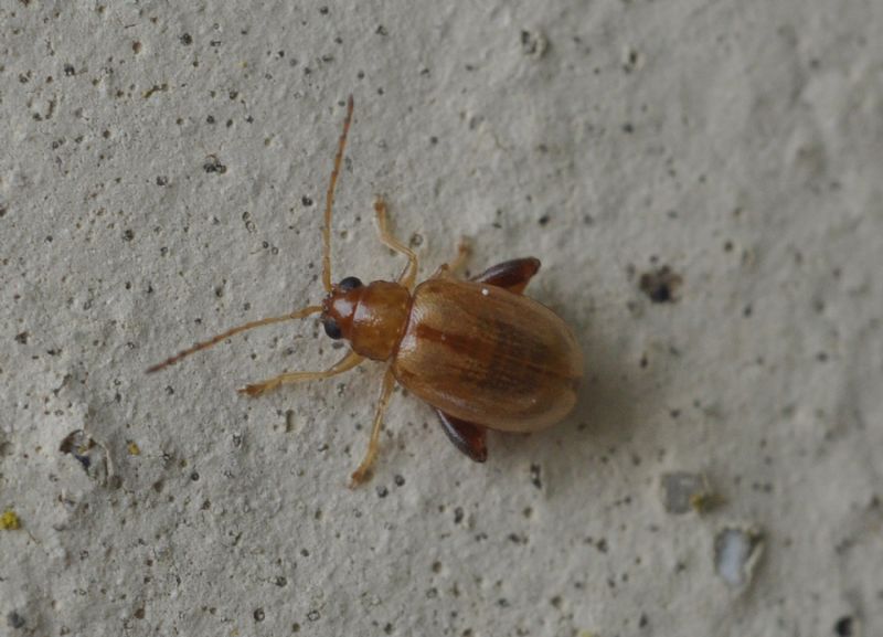 piccoli Chrysomelidae (<5mm): 3: Longitarsus sp.?