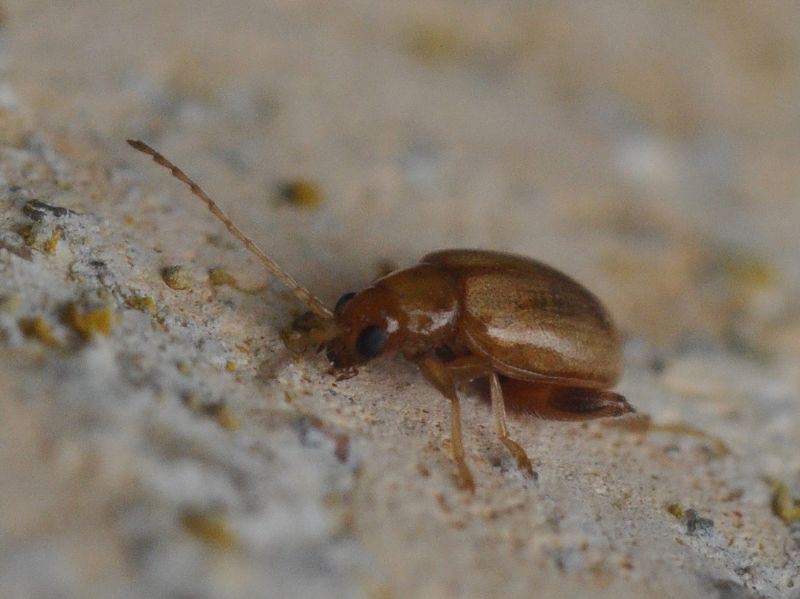 piccoli Chrysomelidae (<5mm): 3: Longitarsus sp.?