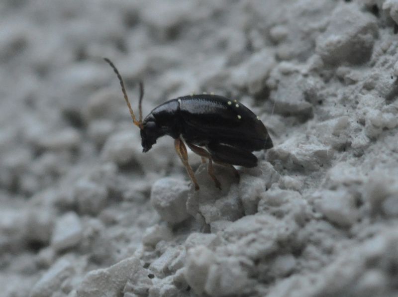 Chrysomelidae (<5mm): 4: Longitarsus sp.