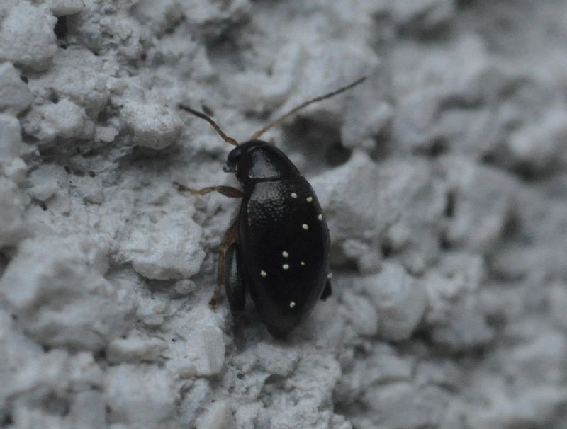 Chrysomelidae (<5mm): 4: Longitarsus sp.