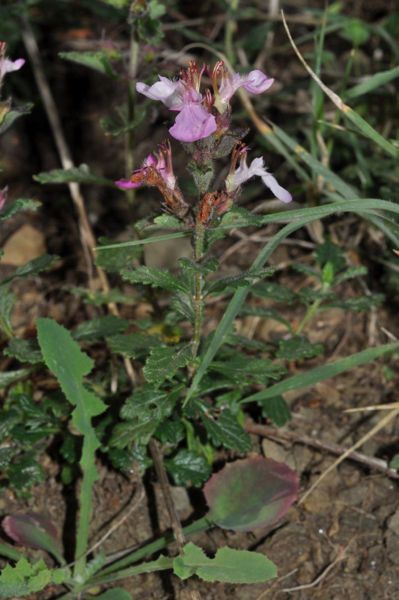 Teucrium chamaedrys