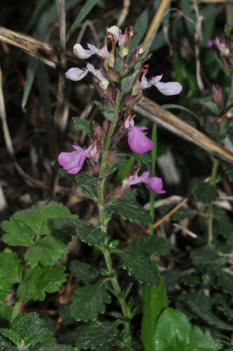 Teucrium chamaedrys