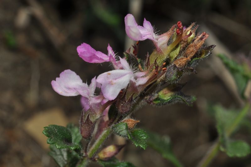 Teucrium chamaedrys