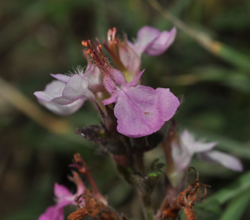 Teucrium chamaedrys