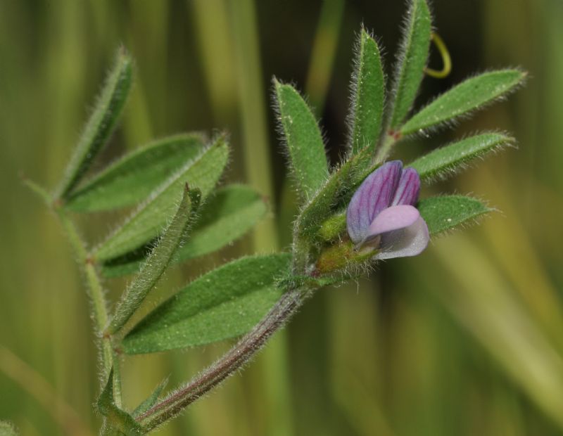 Vicia lathyroides / Veccia serena