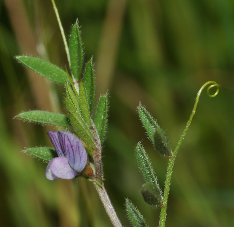 Vicia lathyroides / Veccia serena