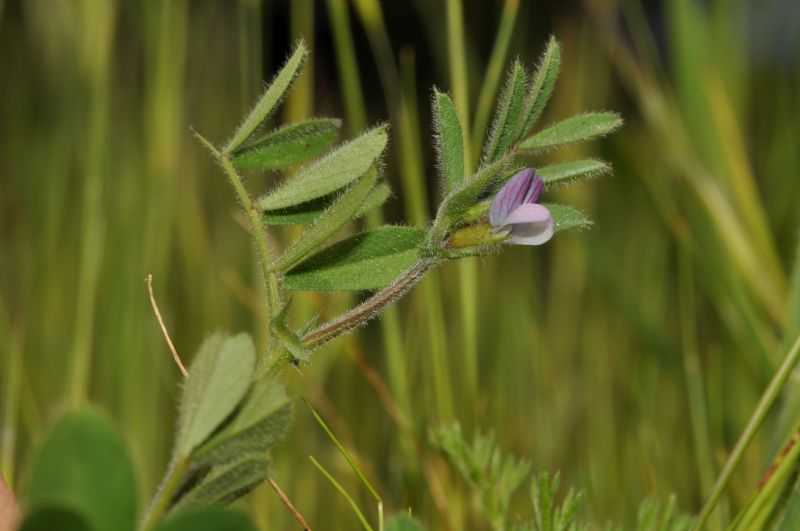 Vicia lathyroides / Veccia serena