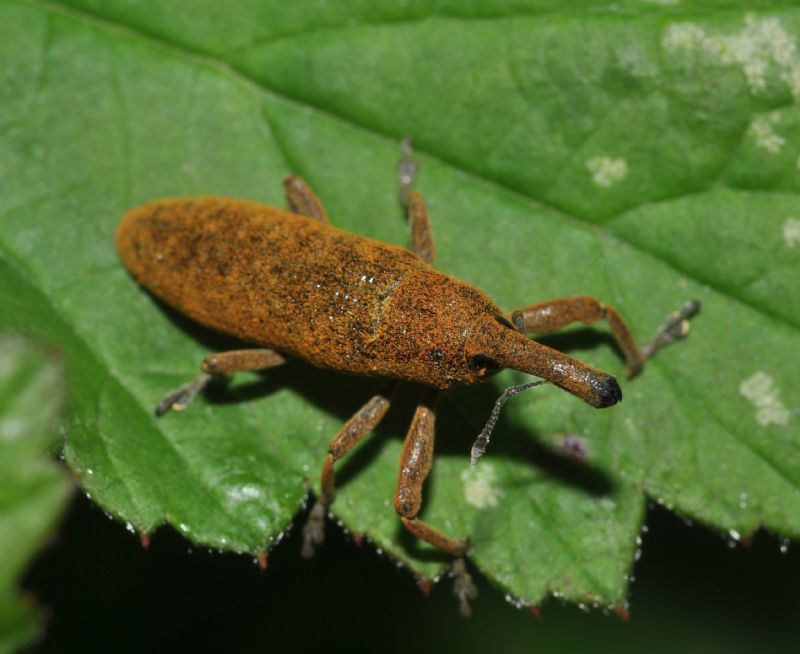 Lixus (Dilixellus) pulverulentus - Curculionidae