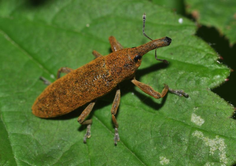 Lixus (Dilixellus) pulverulentus - Curculionidae