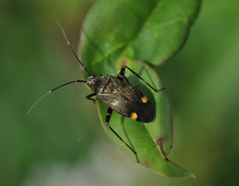 Miridae da id...