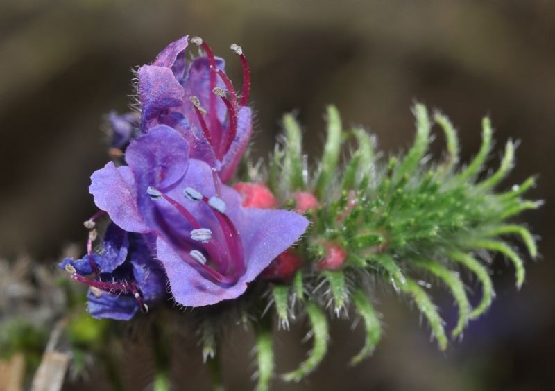 Echium vulgare