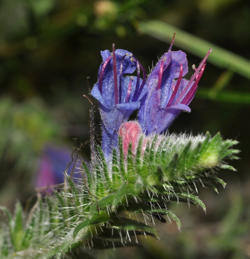 Echium vulgare