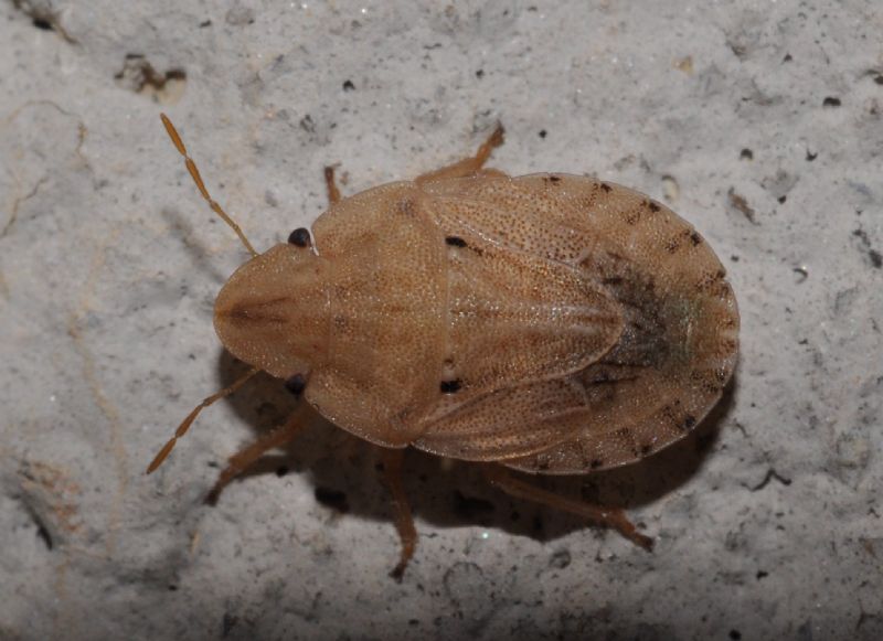 Pentatomidae: Sciocoris sulcatus NUOVO in Lombardia (MI)