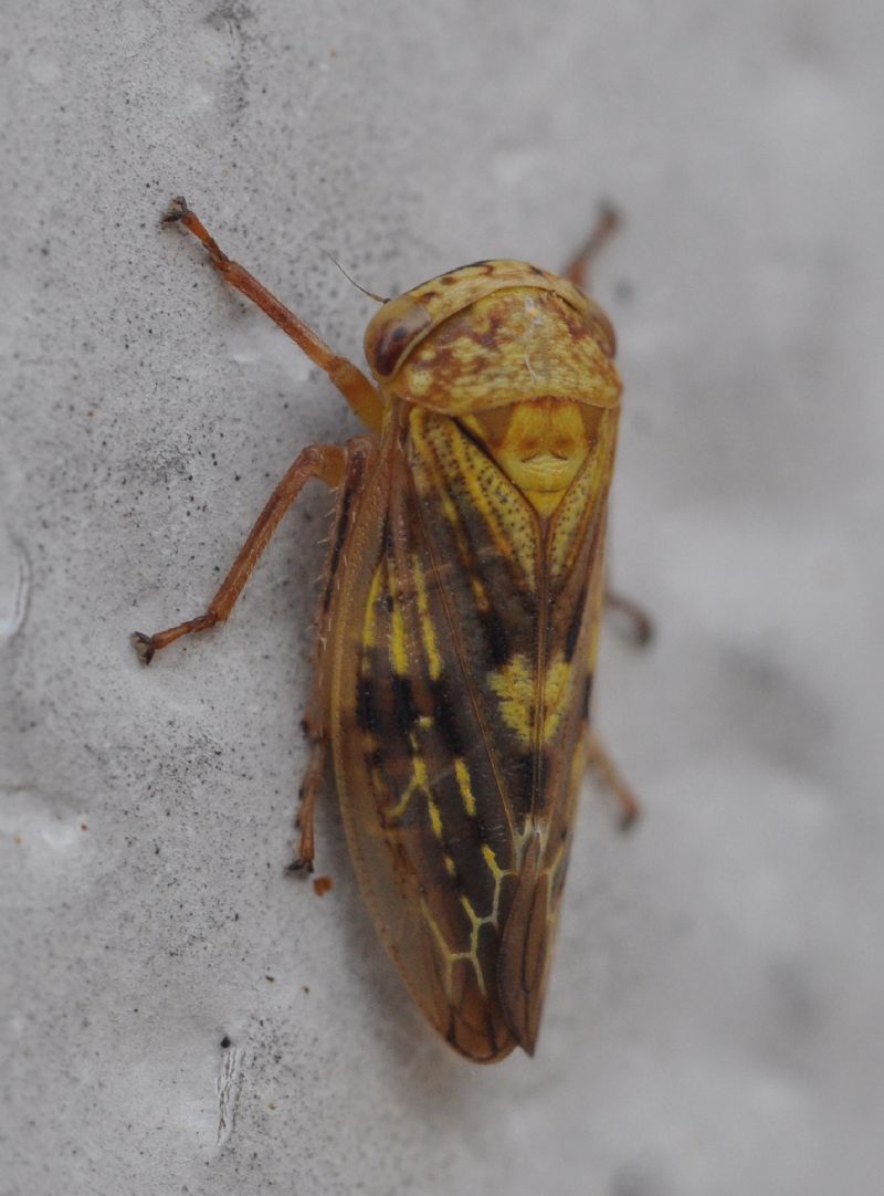 Cicadellidae: Rhytidodus decimusquartus.