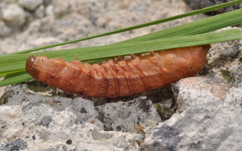 Noctuidae: bruco di Noctua 1