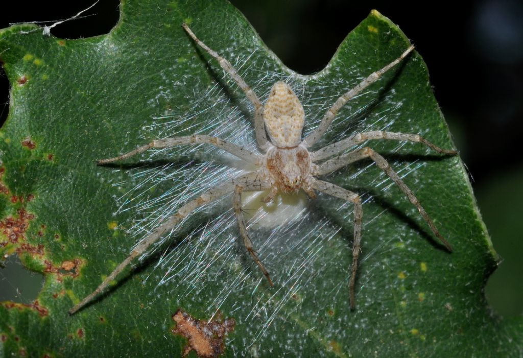 Philodromus sp. - Cavriglia (AR)