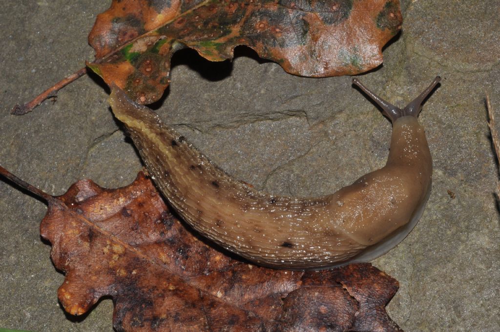 Limax aldrovandi Moquin-Tandon 1855 da Cavriglia (AR)