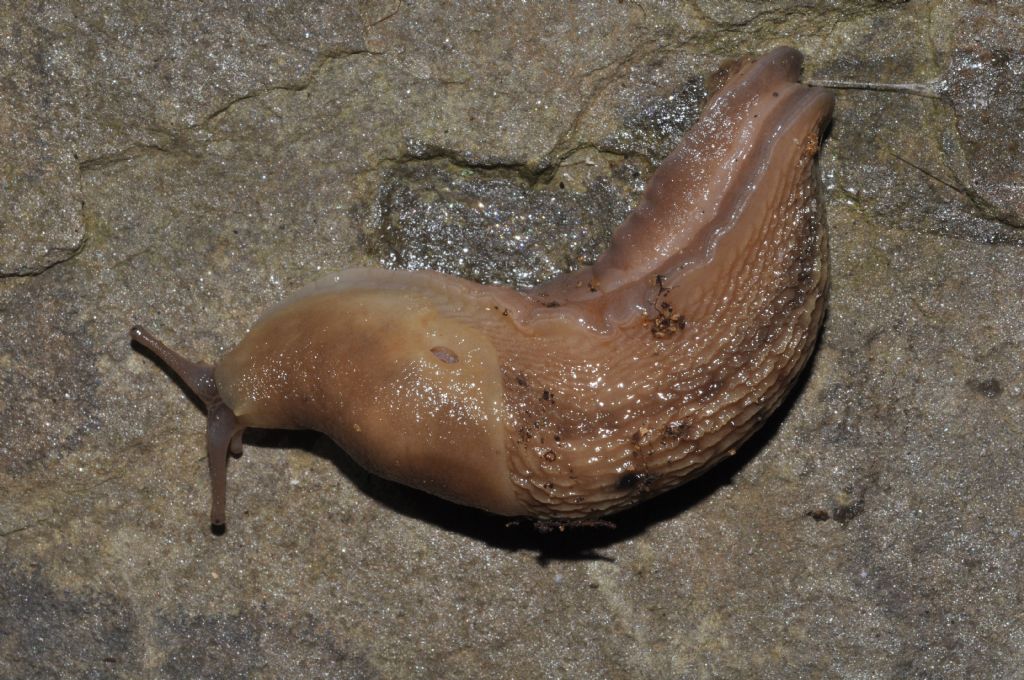 Limax aldrovandi Moquin-Tandon 1855 da Cavriglia (AR)