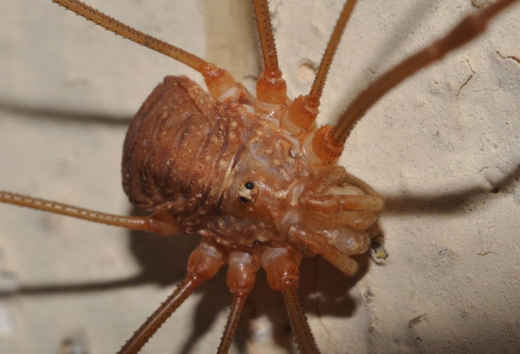 Opiliones da id