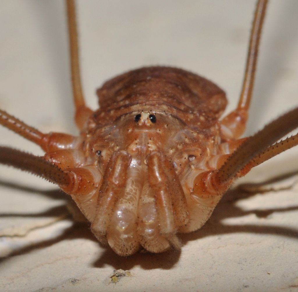 Opiliones da id