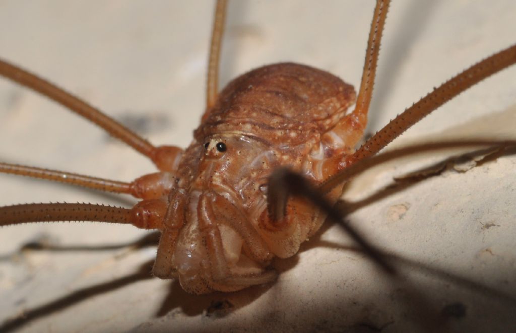 Opiliones da id