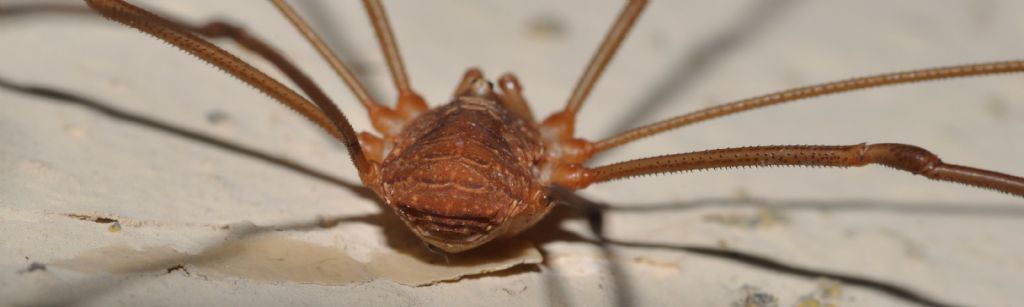 Opiliones da id