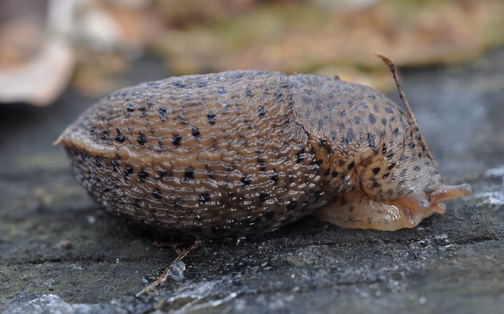 Limax maximus da Muggiano (MI)