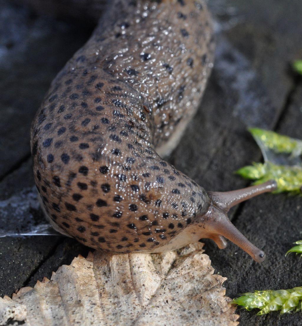 Limax maximus da Muggiano (MI)