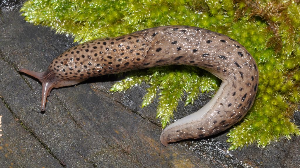 Limax maximus da Muggiano (MI)