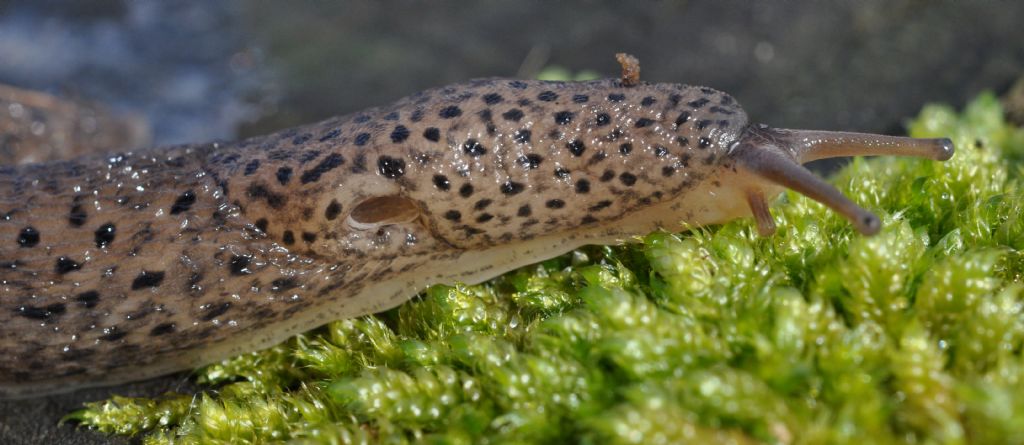 Limax maximus da Muggiano (MI)