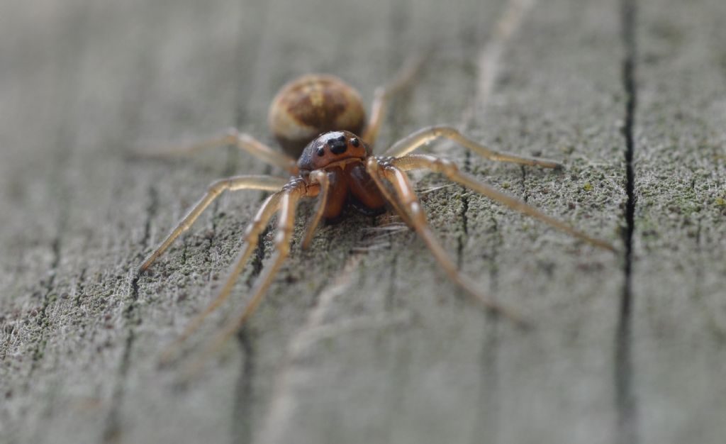 Pachygnatha clerki - Muggiano (MI)