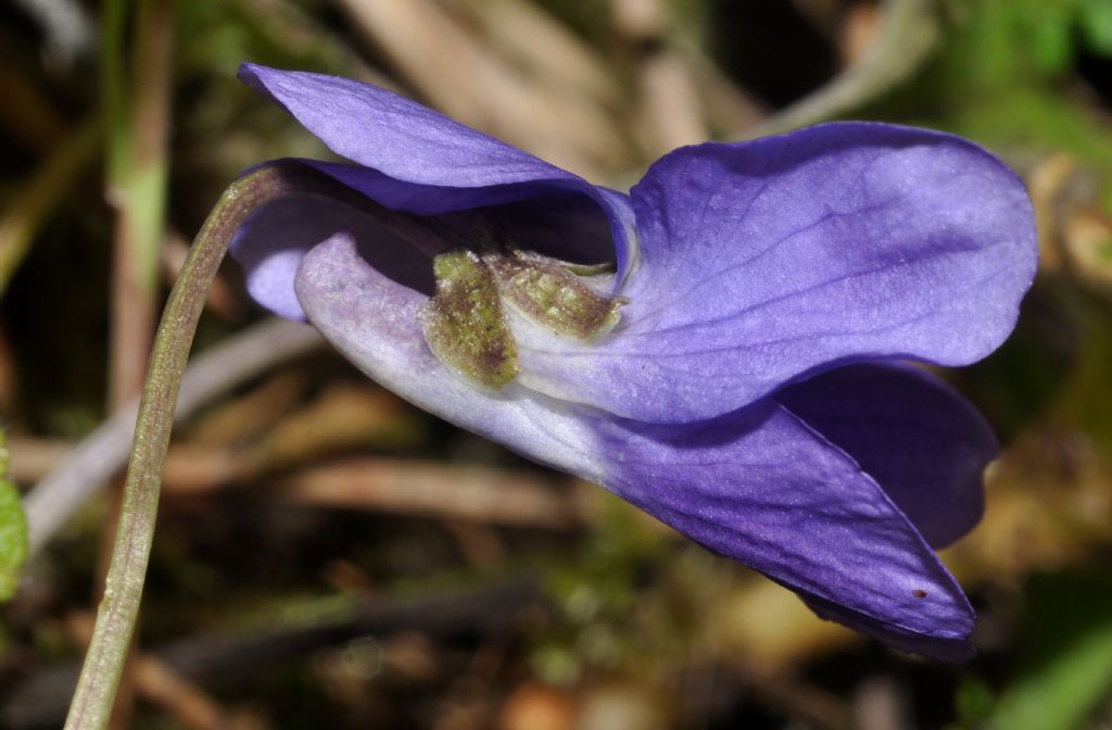 Viola da id (2)