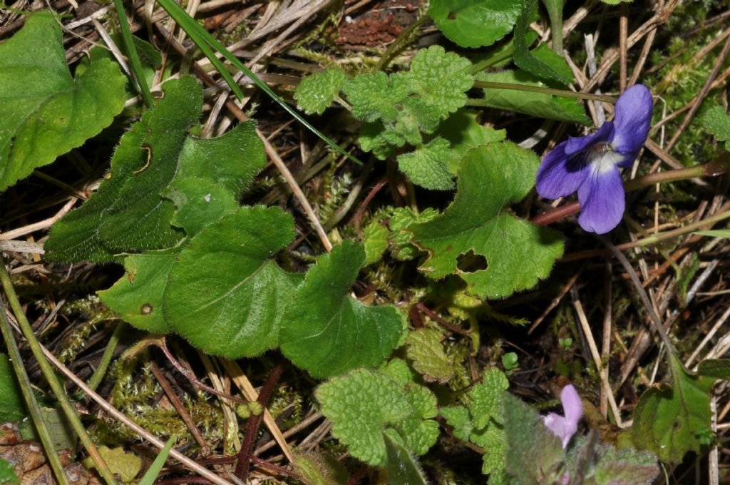 Viola da id (2)