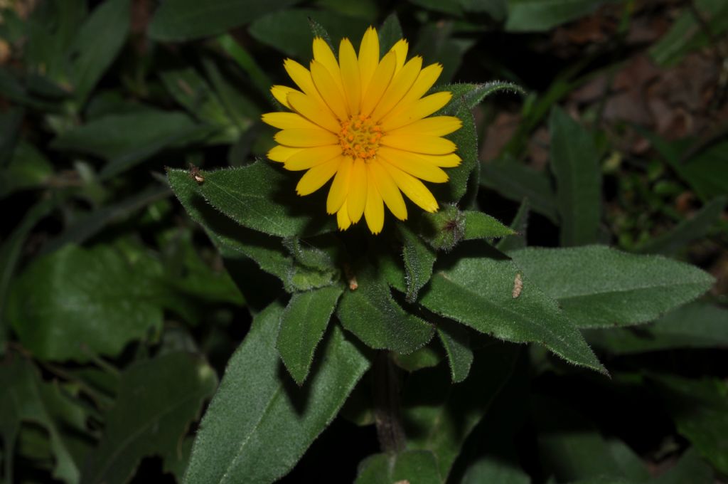 Asteracea da id - Calendula