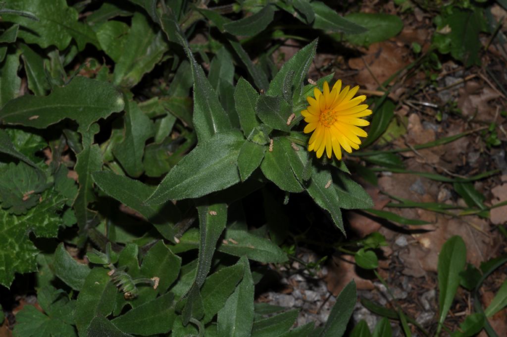 Asteracea da id - Calendula