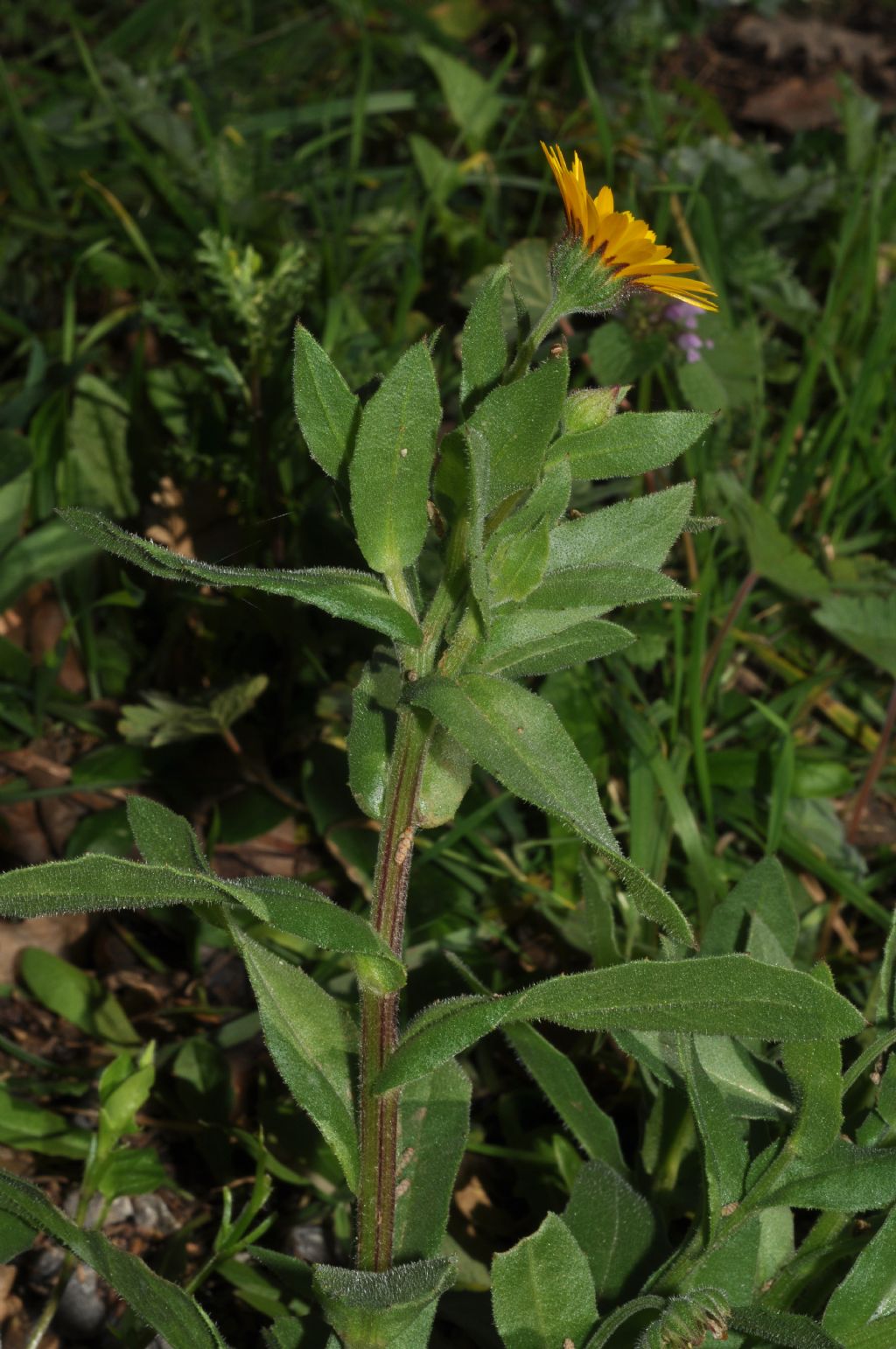 Asteracea da id - Calendula