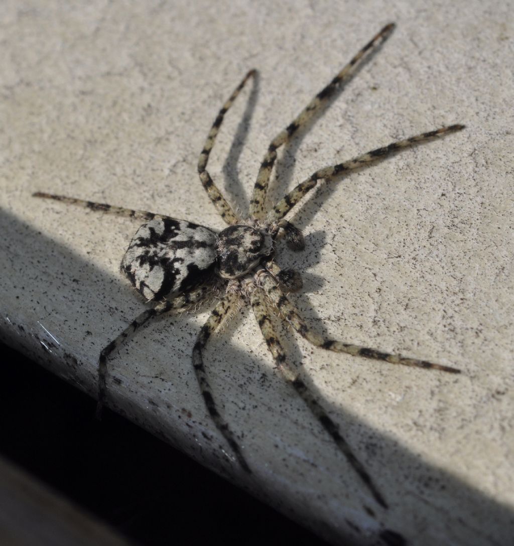 Philodromus margaritatus - Cavriglia (AR)