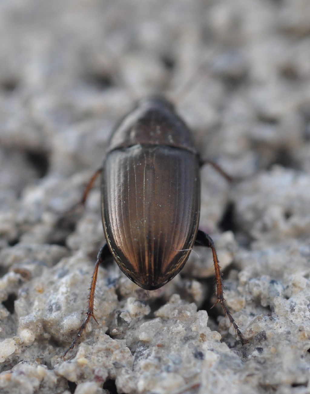 Carabidae da id - Amara aenea (cfr.)