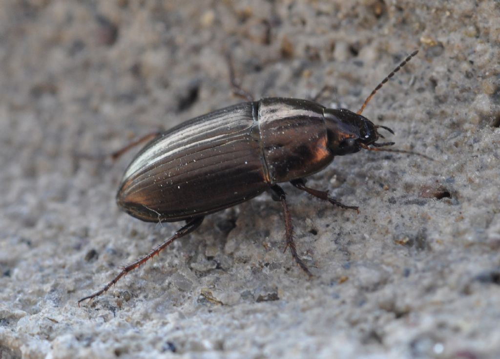 Carabidae da id - Amara aenea (cfr.)