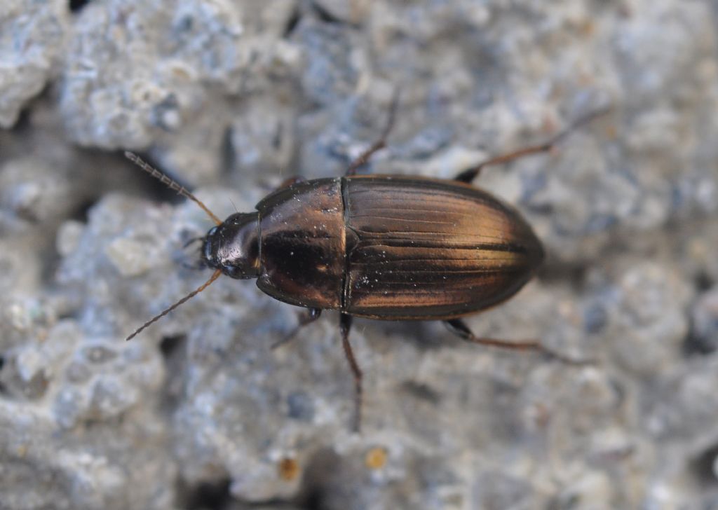 Carabidae da id - Amara aenea (cfr.)